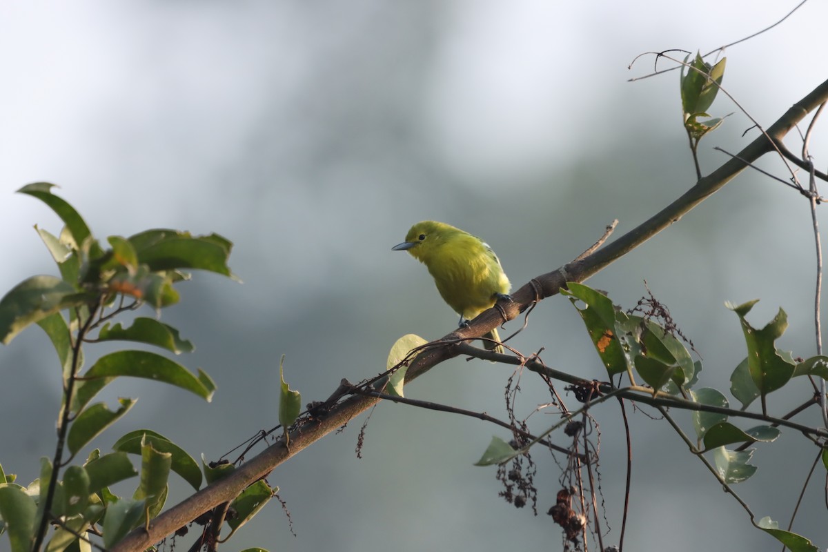 Common Iora - ML645379366