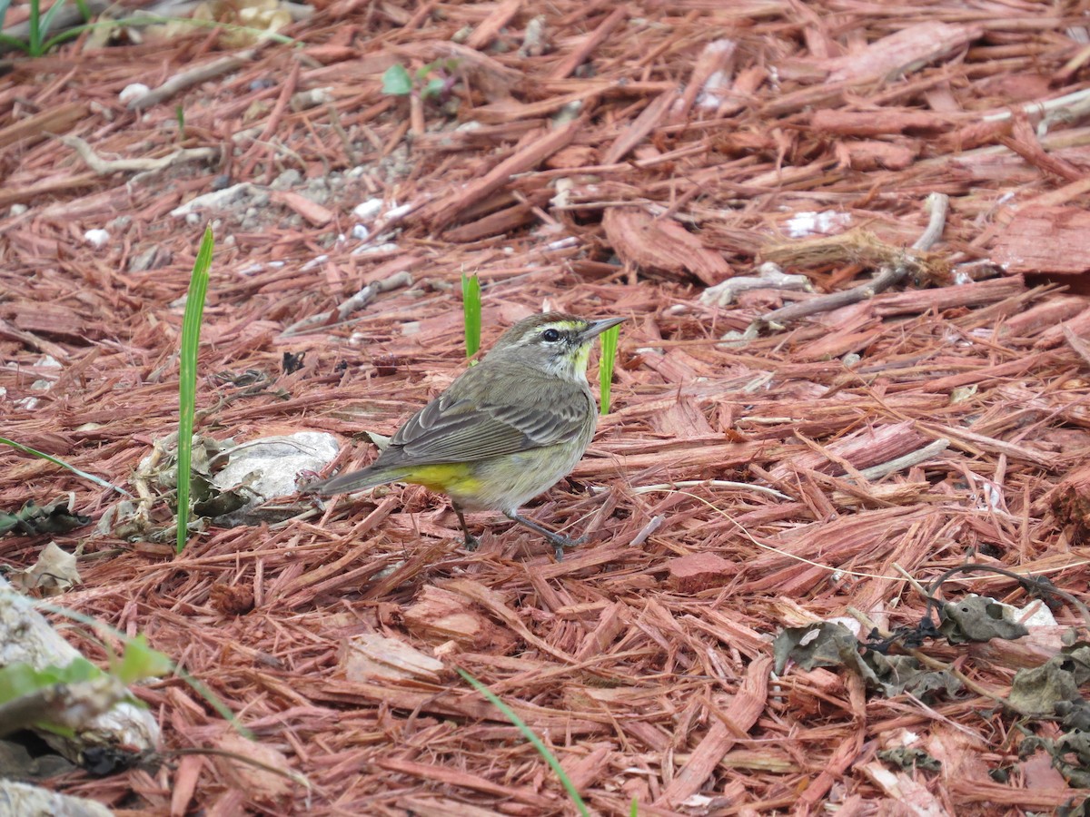 Palmiye Ötleğeni - ML645379391