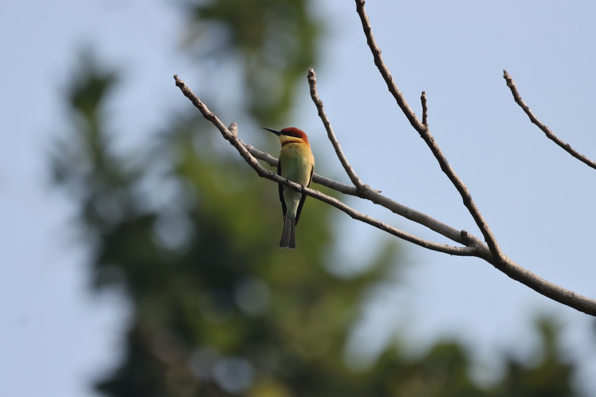 Chestnut-headed Bee-eater - ML645379394
