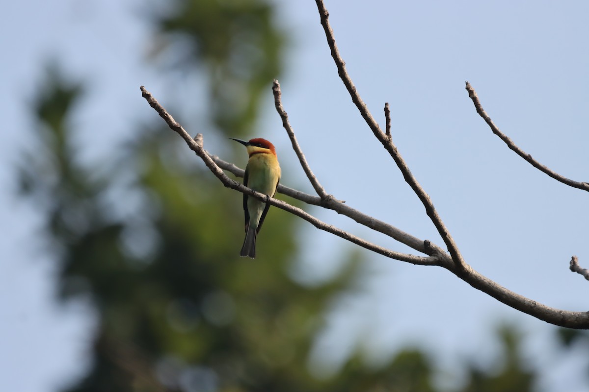 Chestnut-headed Bee-eater - ML645379395
