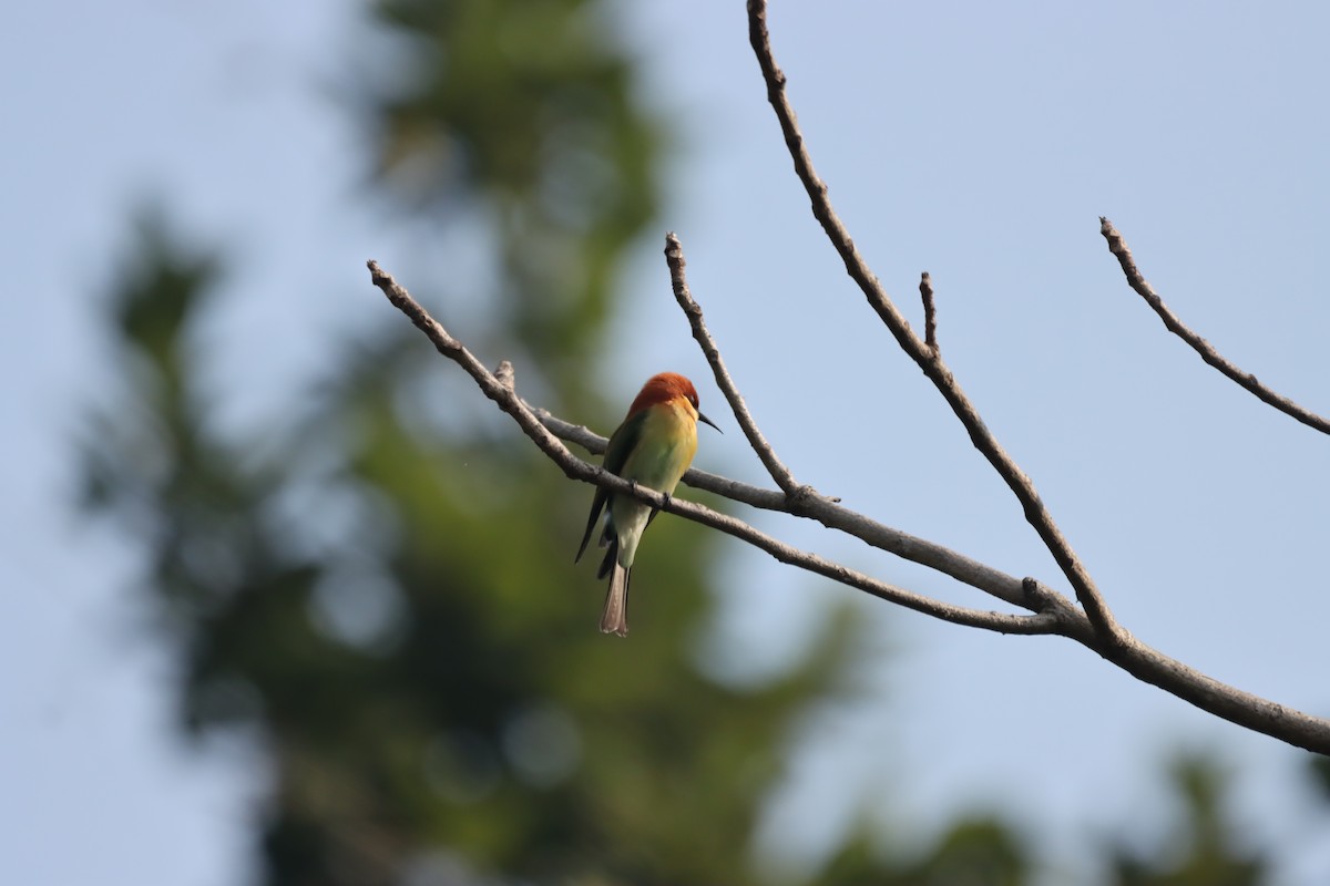 Chestnut-headed Bee-eater - ML645379396