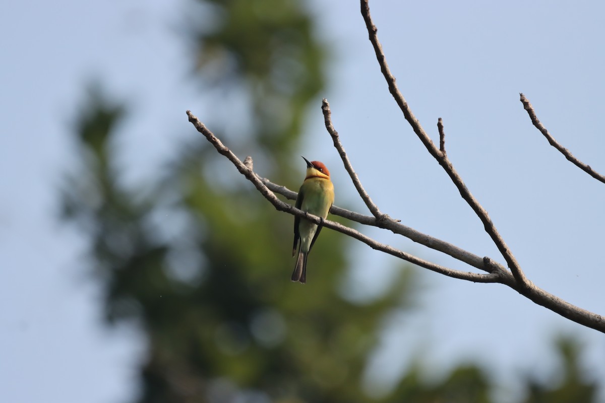 Chestnut-headed Bee-eater - ML645379397