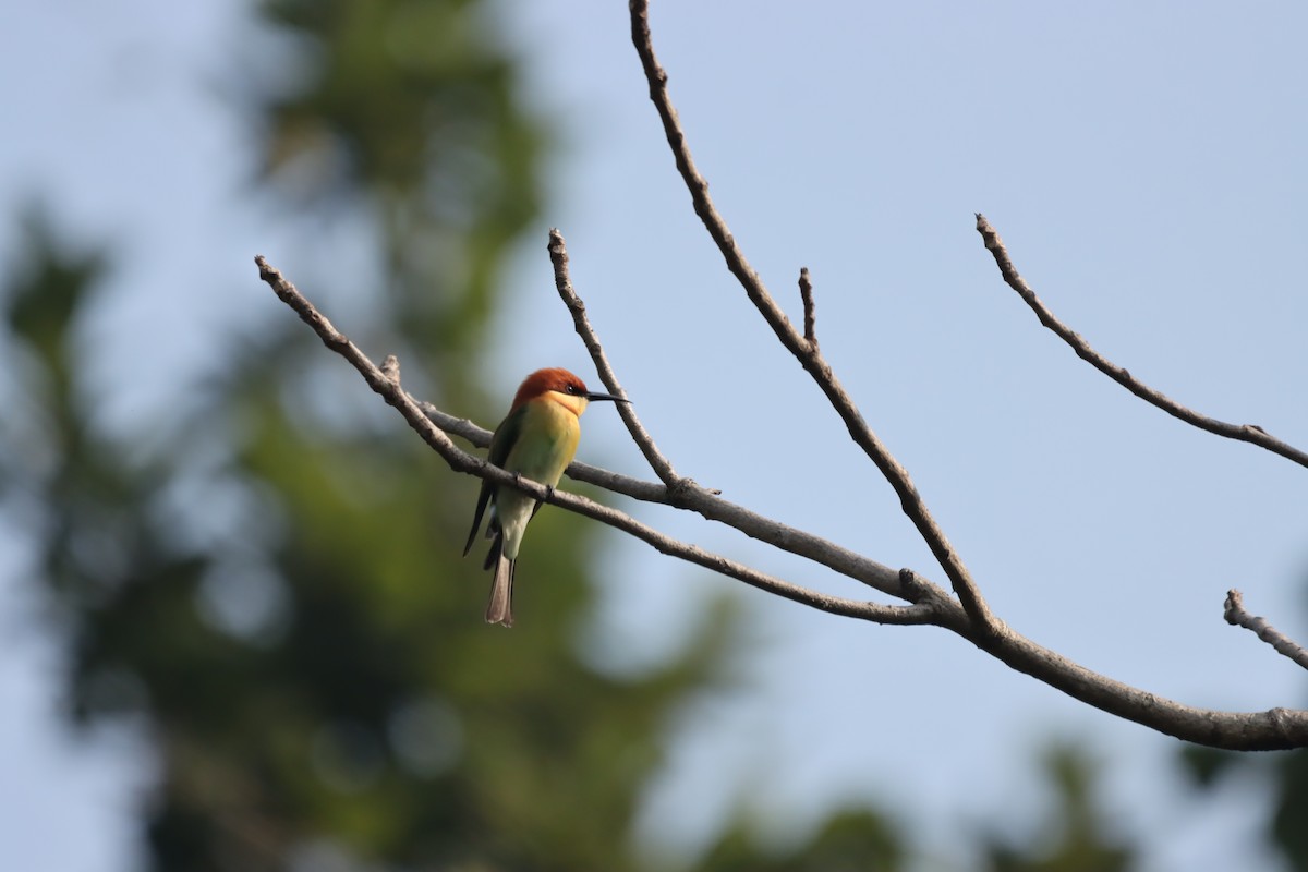 Chestnut-headed Bee-eater - ML645379398