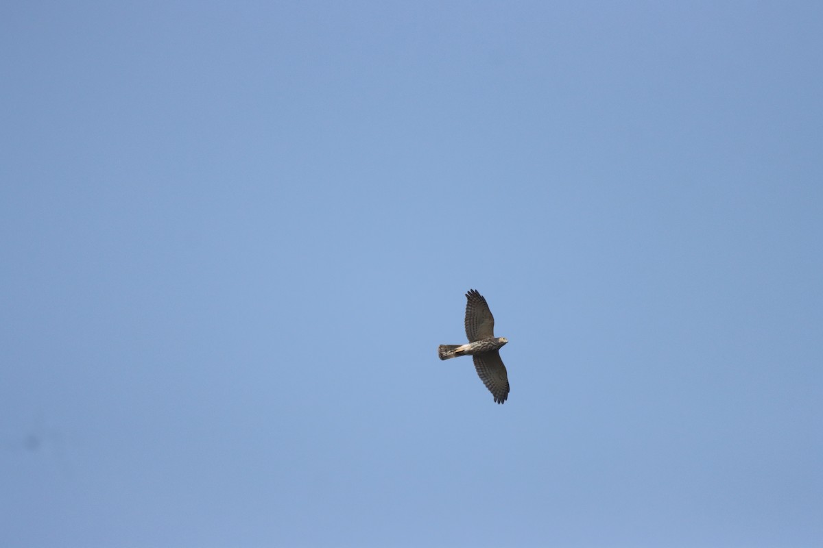 Shikra - ML645379400