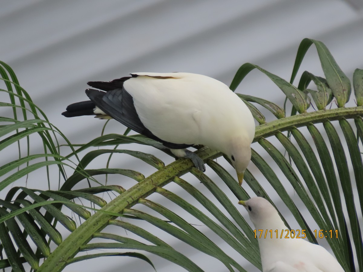 holub pobřežní - ML645379415