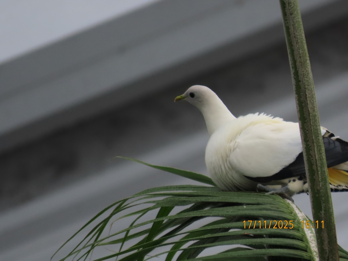 holub pobřežní - ML645379417