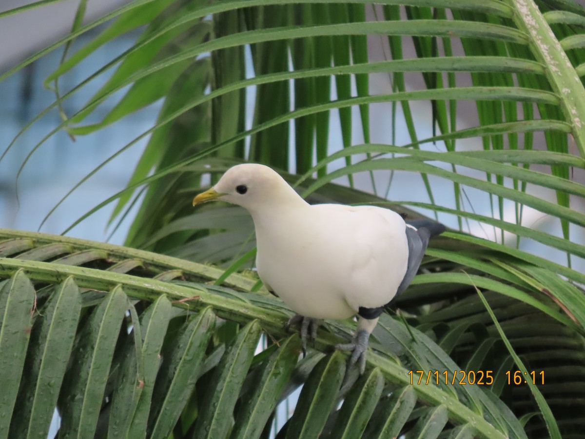 holub pobřežní - ML645379420