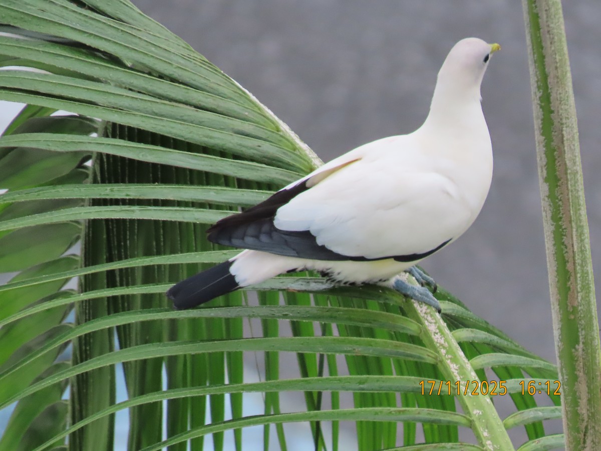 holub pobřežní - ML645379423