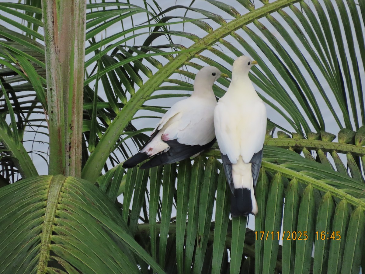 holub pobřežní - ML645379425