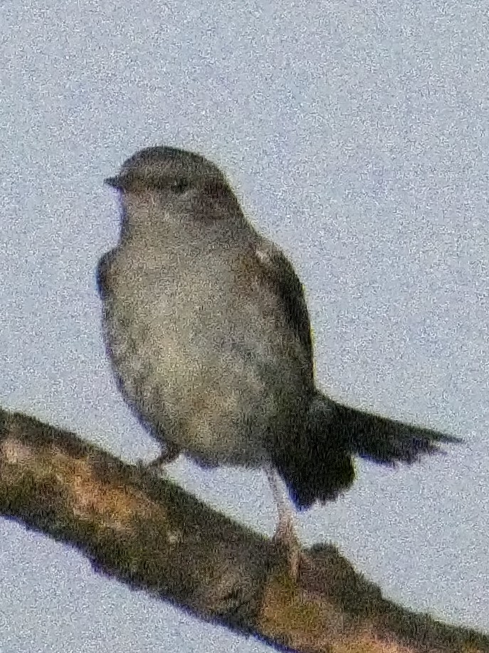 Accenteur mouchet - ML645379443