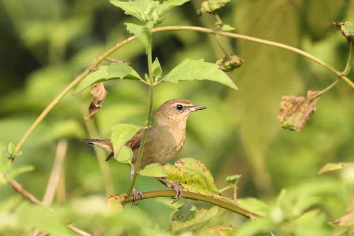 Siberian Rubythroat - ML645379464