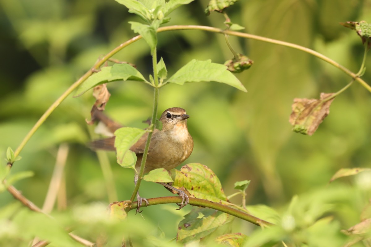 Siberian Rubythroat - ML645379465