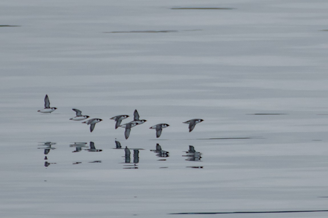 Ancient Murrelet - ML645379514