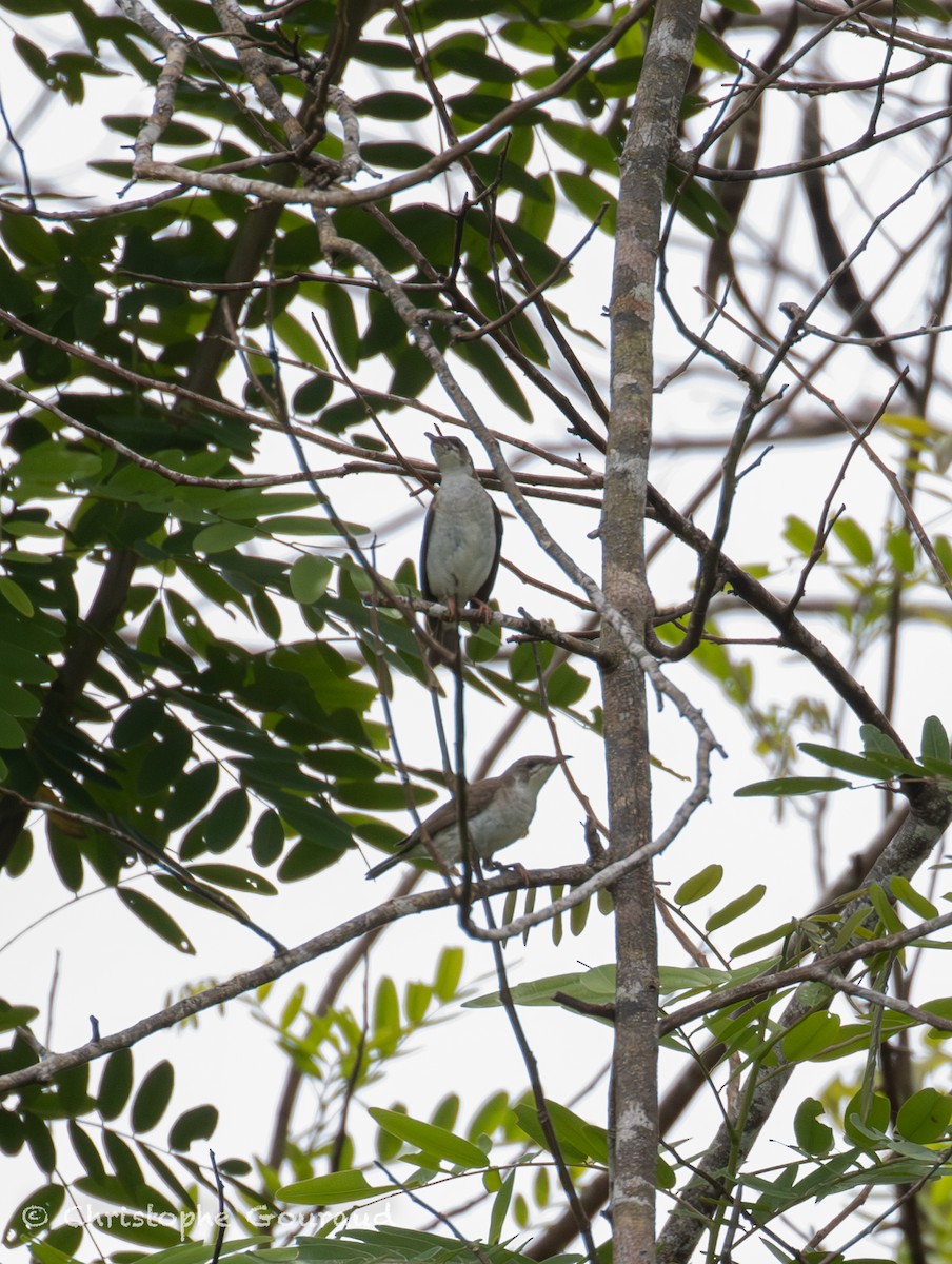 Brown-backed Honeyeater - ML645379522