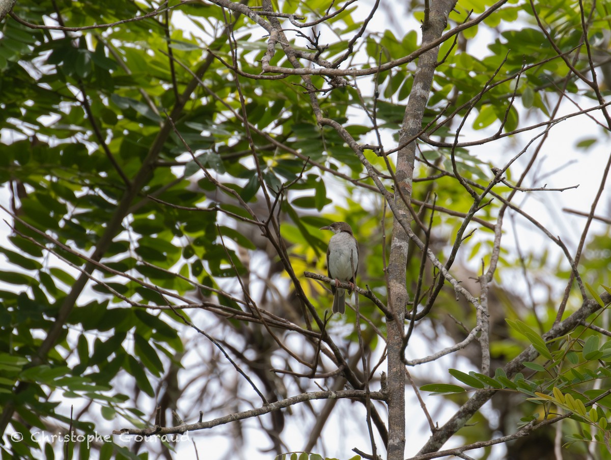 Brown-backed Honeyeater - ML645379523