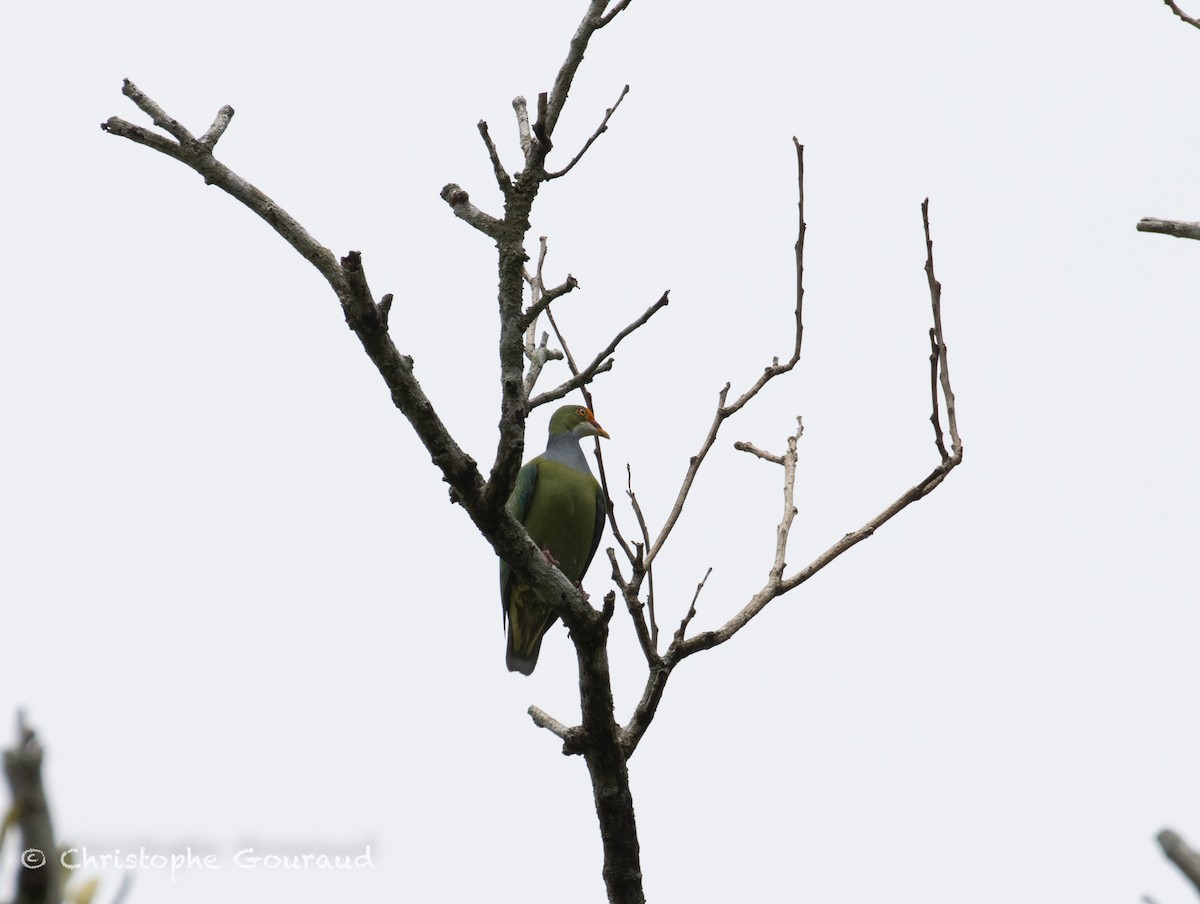 Orange-fronted Fruit-Dove - ML645379527