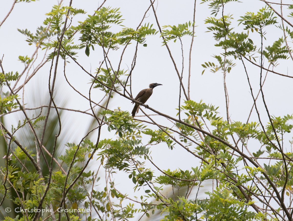 Helmeted Friarbird (New Guinea) - ML645379532
