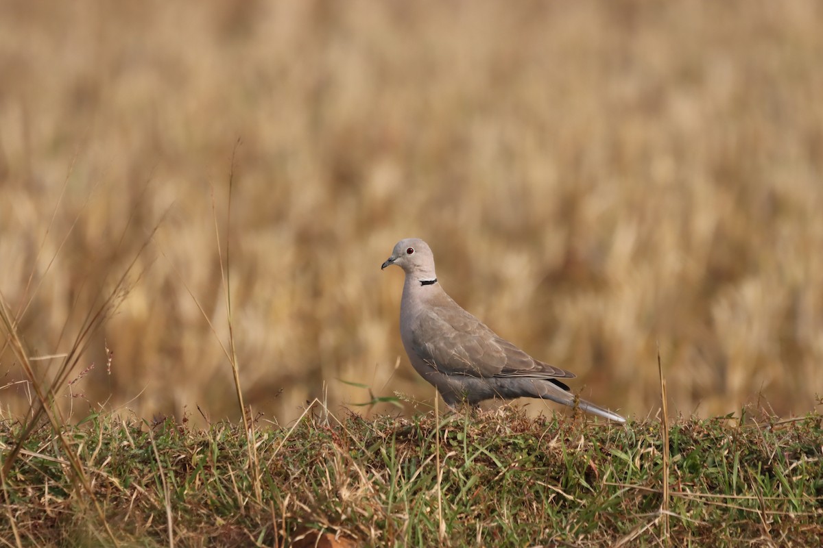 Eurasian Collared-Dove - ML645379534