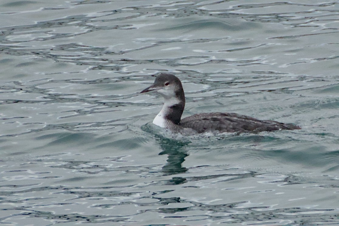 Common Loon - ML645379535
