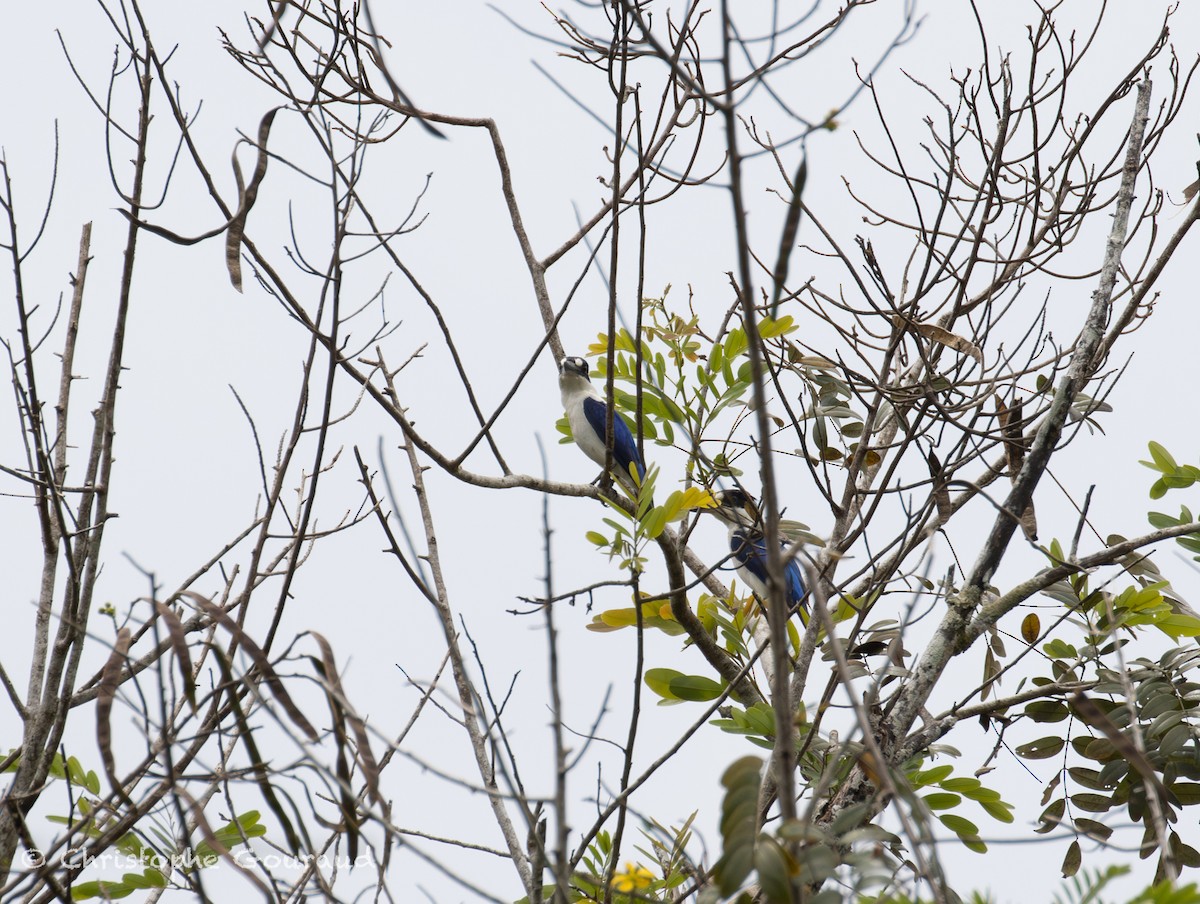 Forest Kingfisher - ML645379536