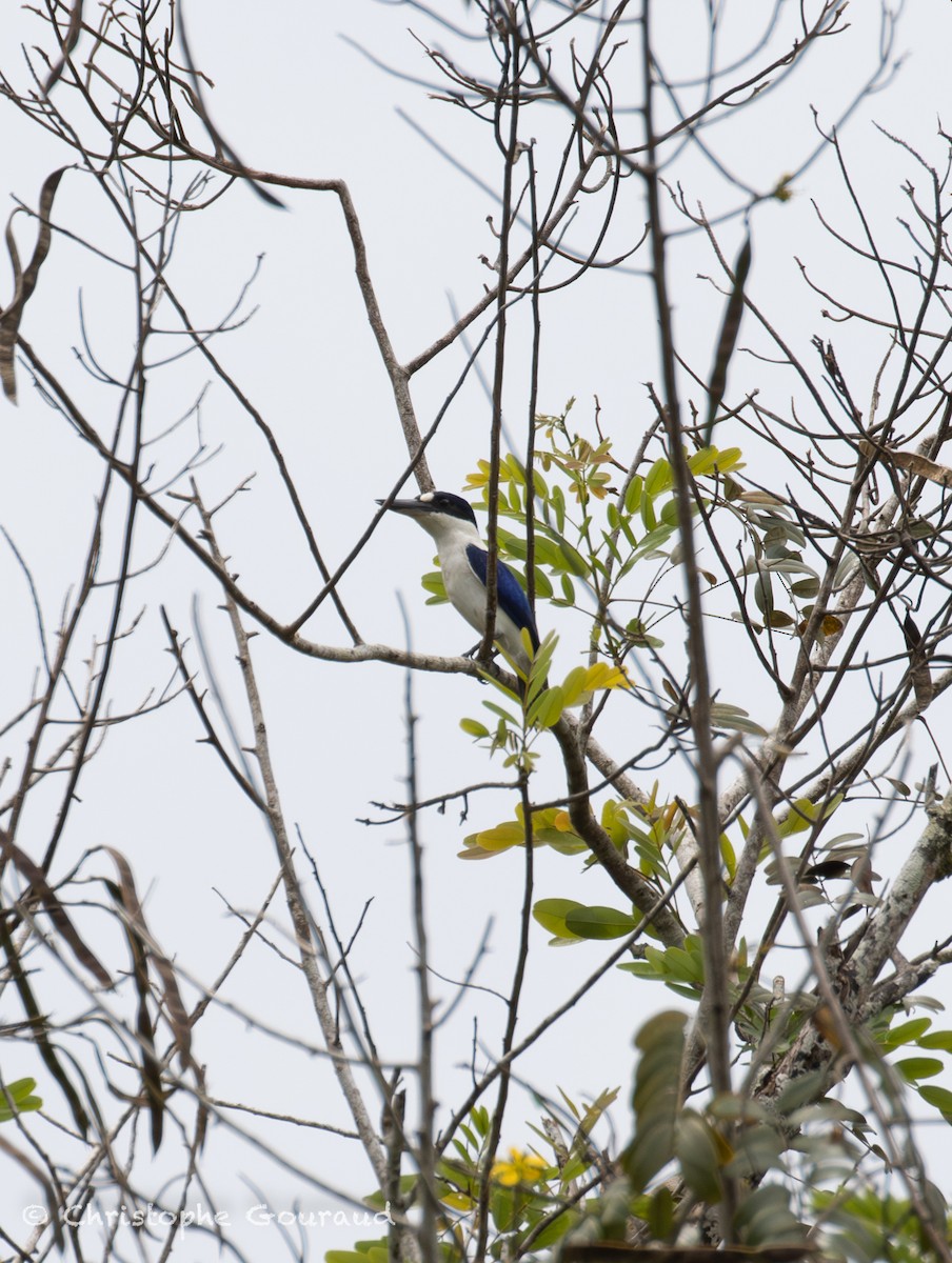 Forest Kingfisher - ML645379537