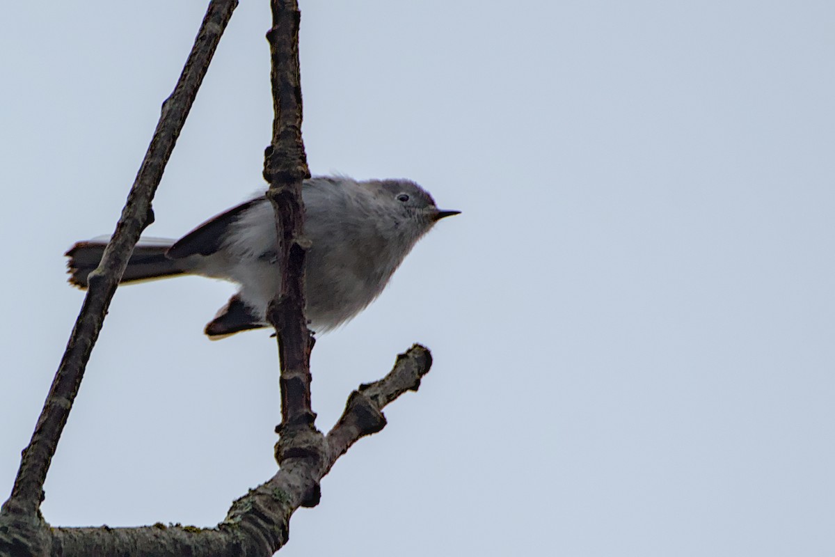 Blue-gray Gnatcatcher - ML645379546