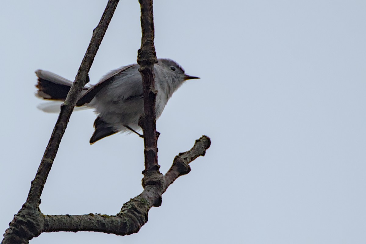 Blue-gray Gnatcatcher - ML645379547