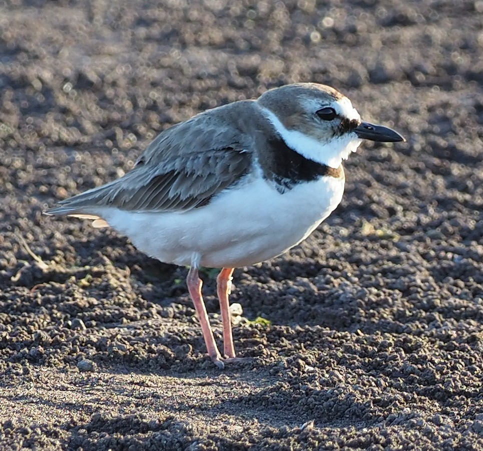 Wilson's Plover - ML645379548