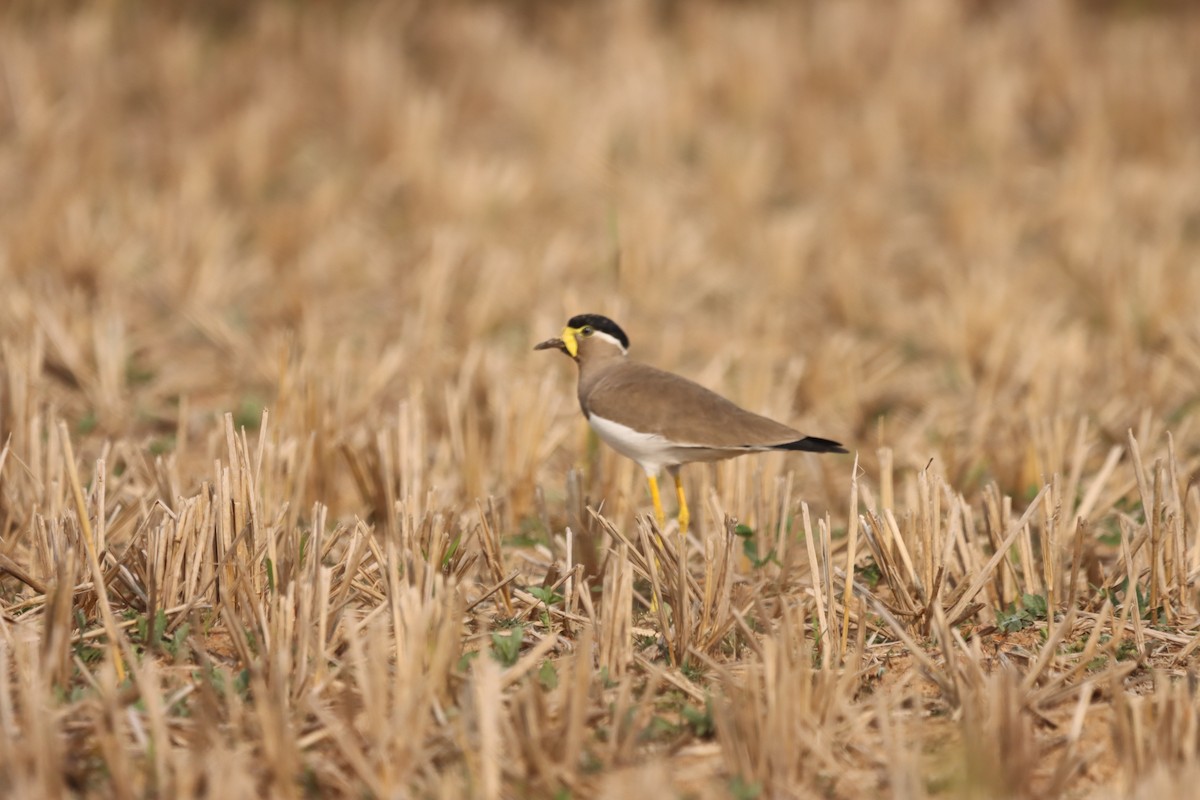 Yellow-wattled Lapwing - ML645379549