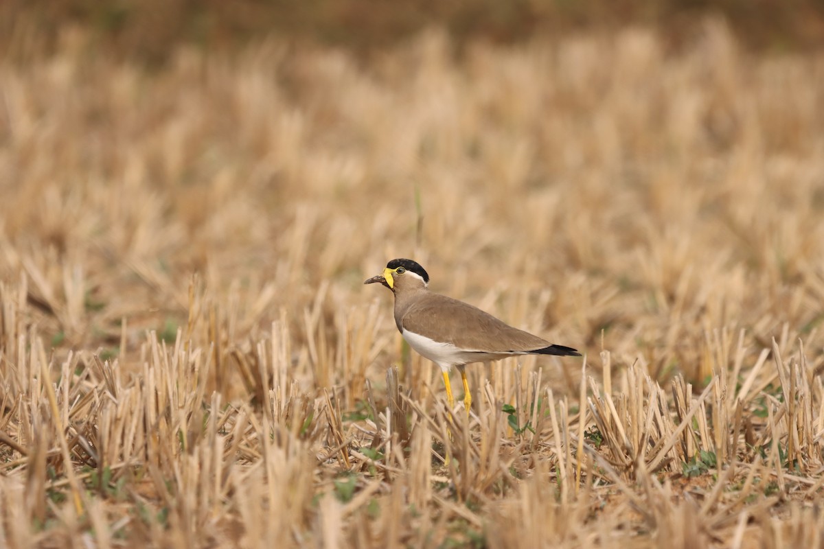 Yellow-wattled Lapwing - ML645379550