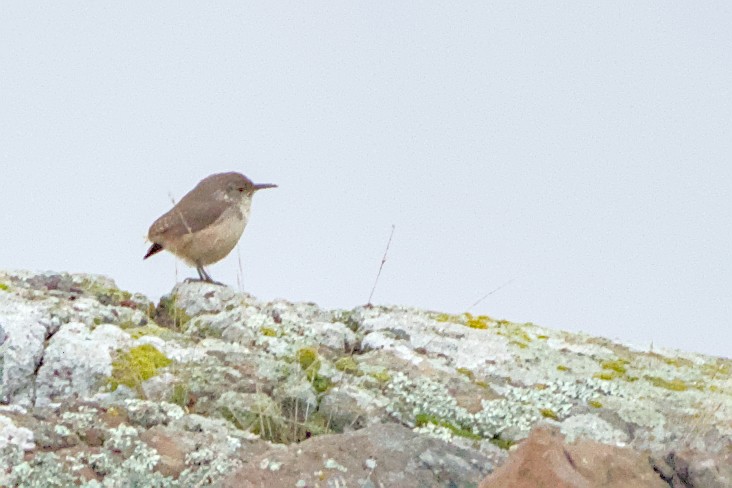 Rock Wren - ML645379555