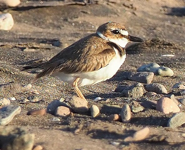 Wilson's Plover - ML645379558