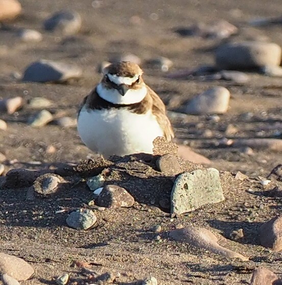 Wilson's Plover - ML645379559