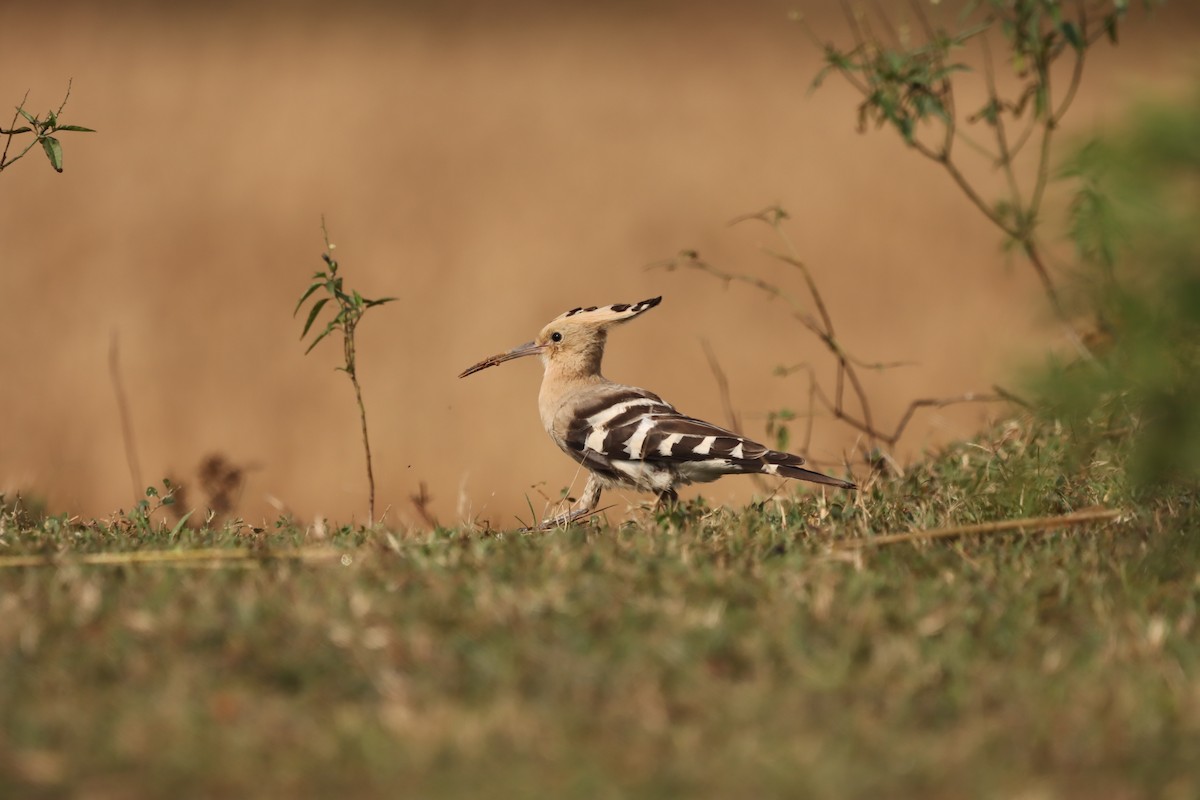 Common Hoopoe - ML645379561