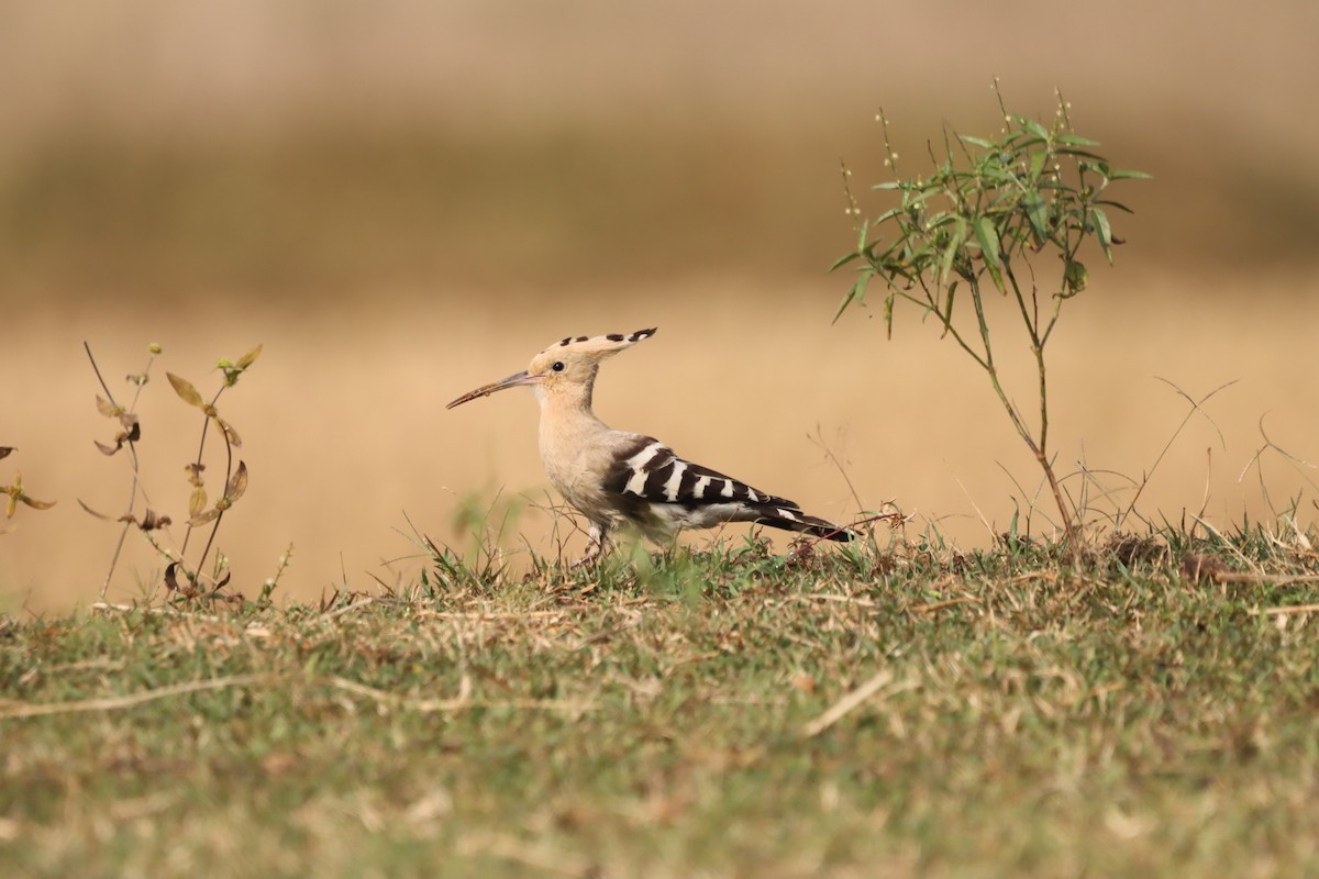 Common Hoopoe - ML645379562