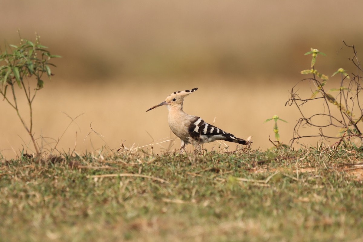 Common Hoopoe - ML645379563