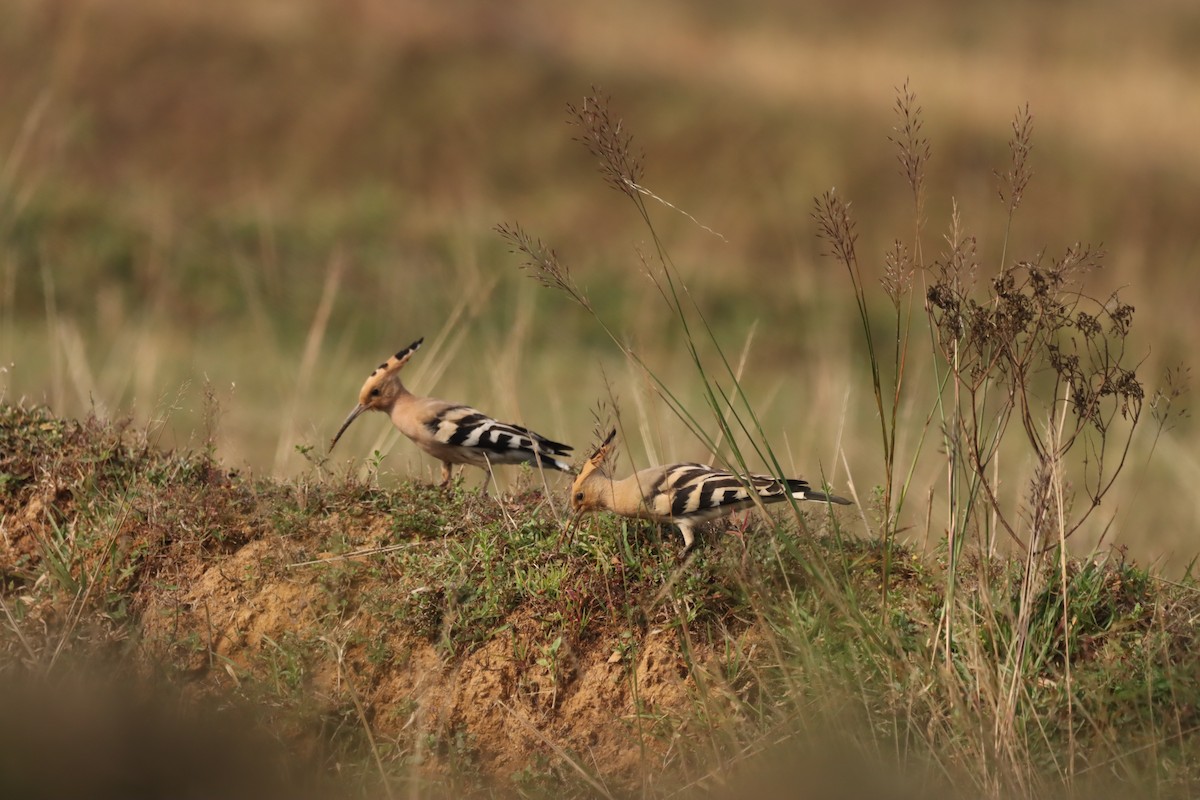Common Hoopoe - ML645379564