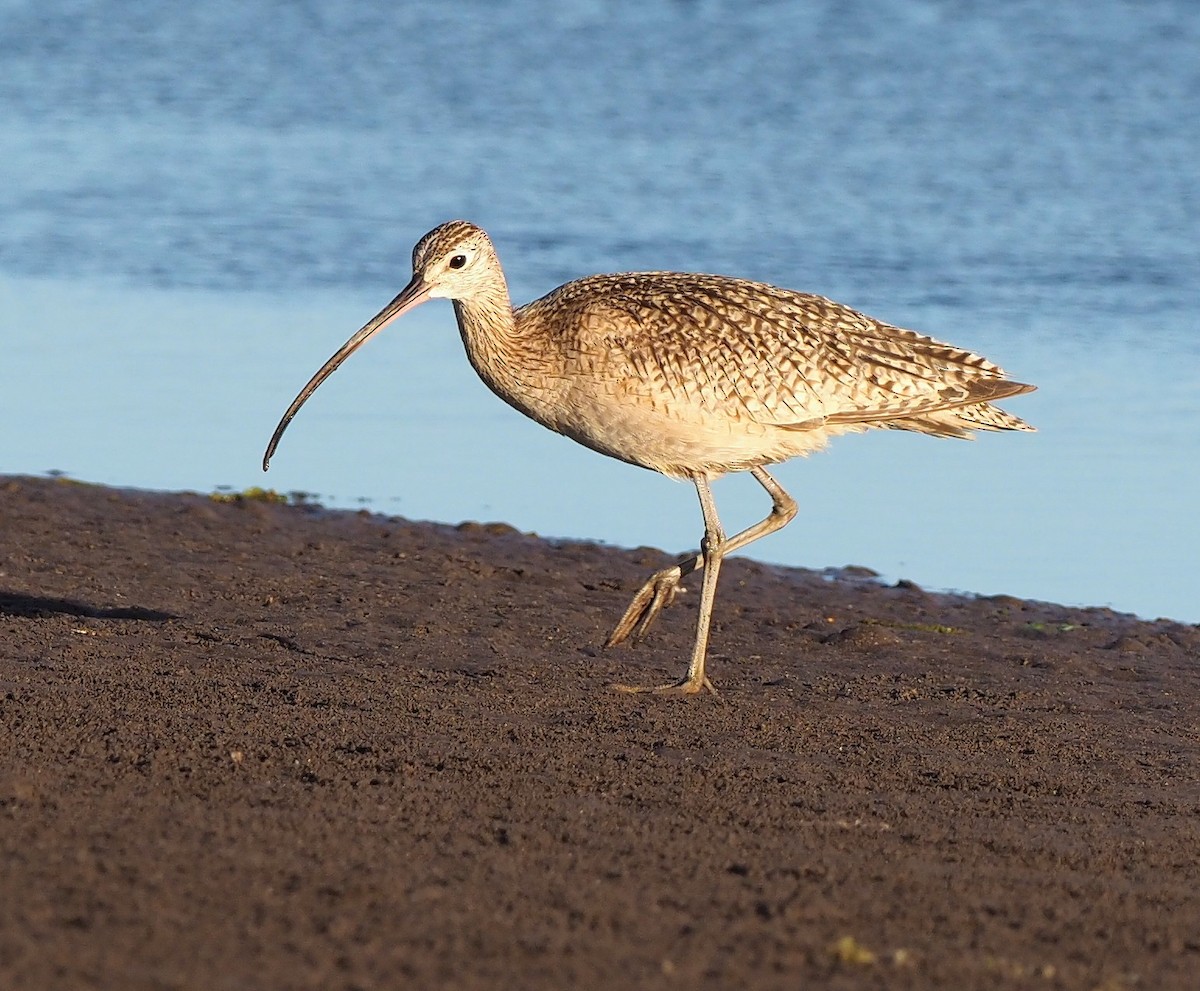 Long-billed Curlew - ML645379566