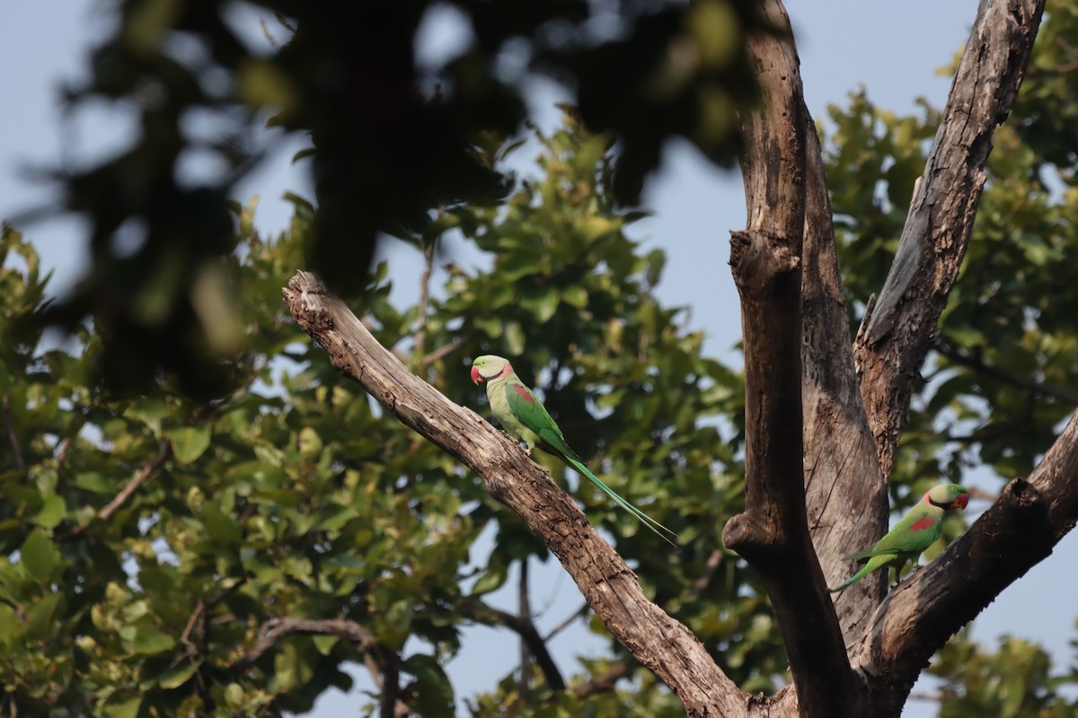 Alexandrine Parakeet - ML645379569