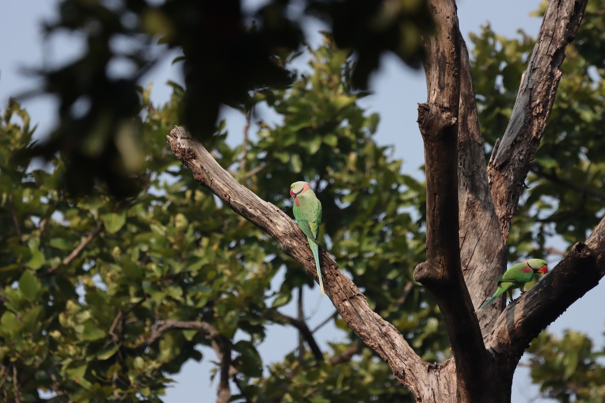 Alexandrine Parakeet - ML645379570