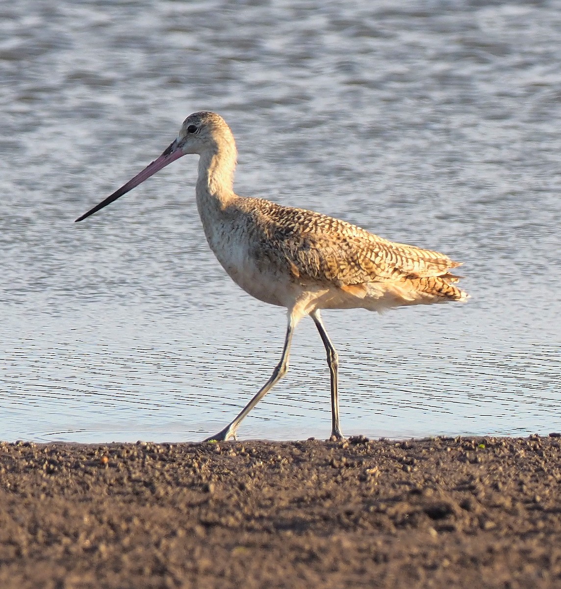Marbled Godwit - ML645379572