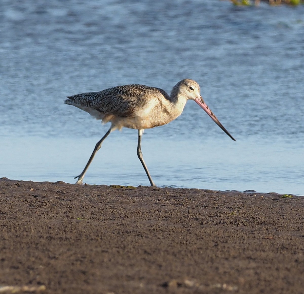Marbled Godwit - ML645379574