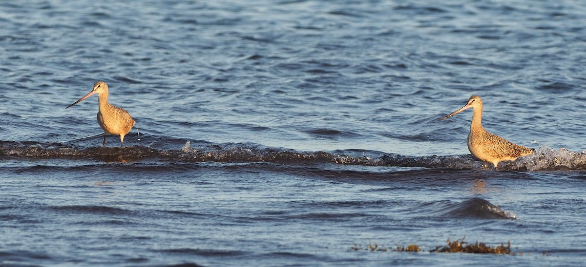 Marbled Godwit - ML645379580