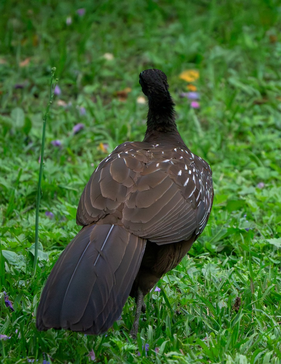 Yungas Guan - ML645379583