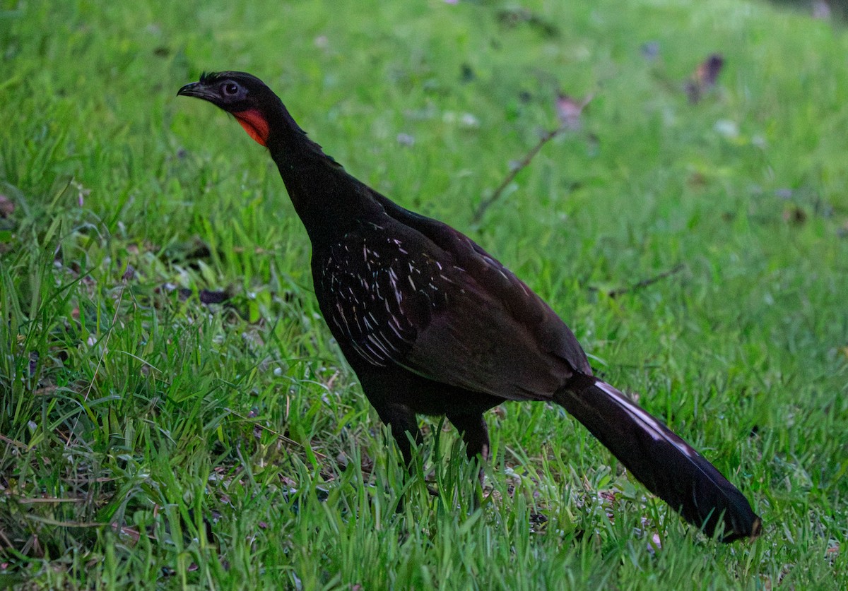 Yungas Guan - ML645379584