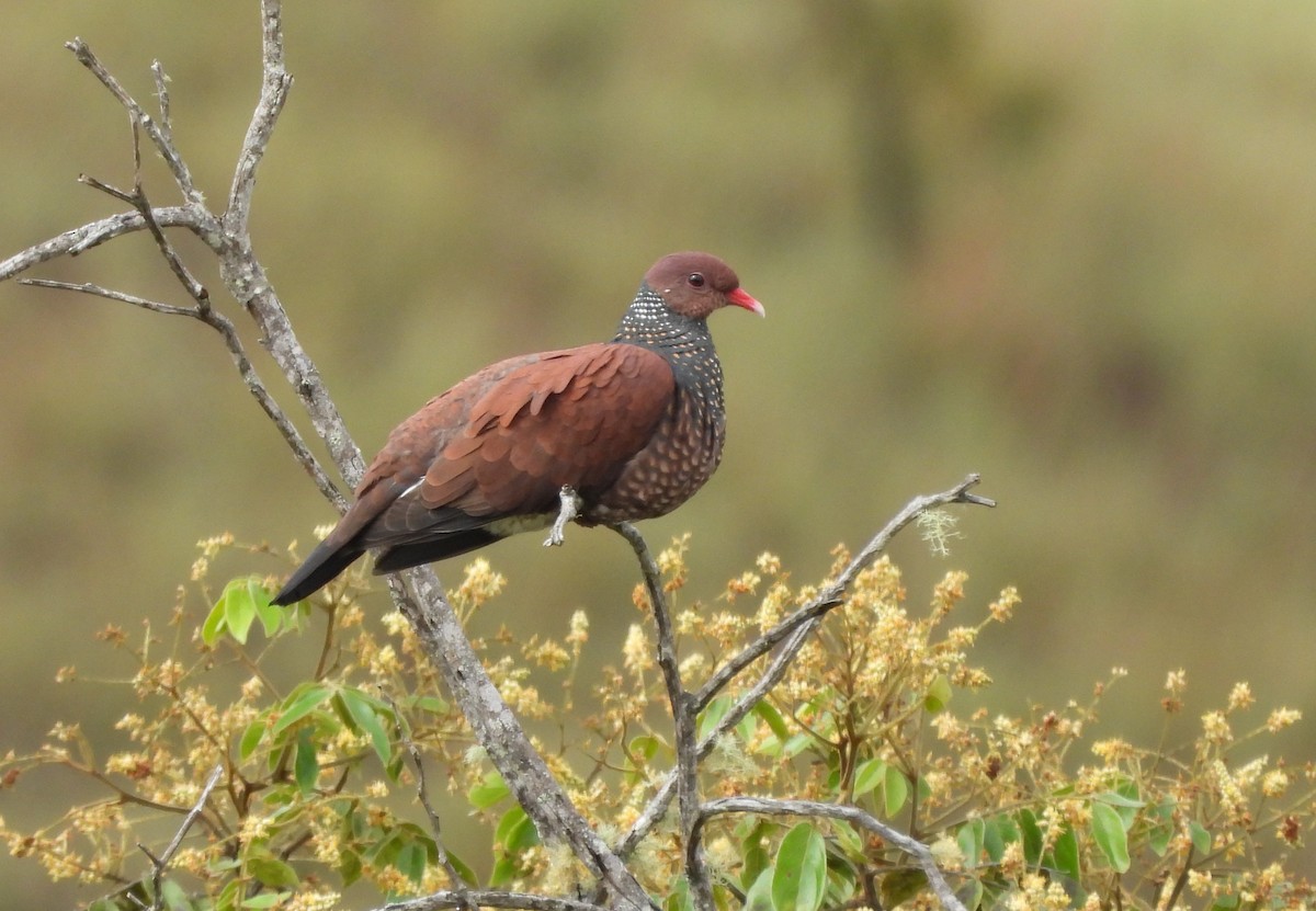 Scaled Pigeon - ML645379590