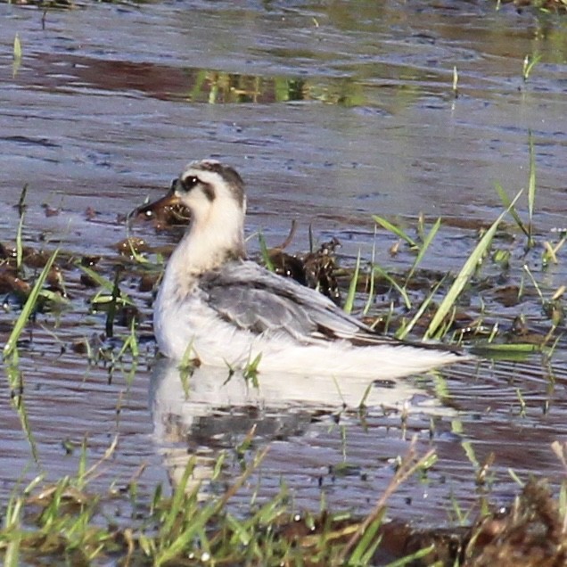Red Phalarope - ML645379601