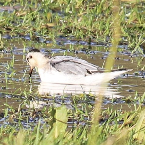 Red Phalarope - ML645379602