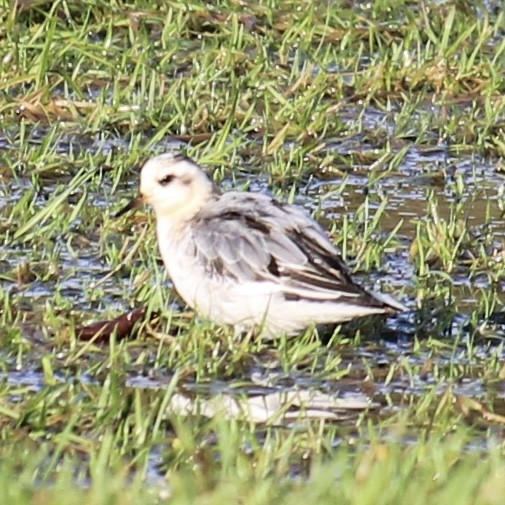 Red Phalarope - ML645379603