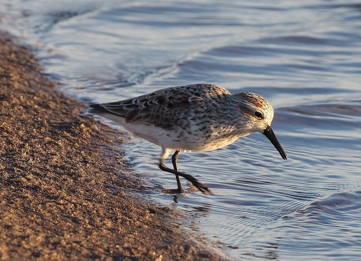 Western Sandpiper - ML645379611